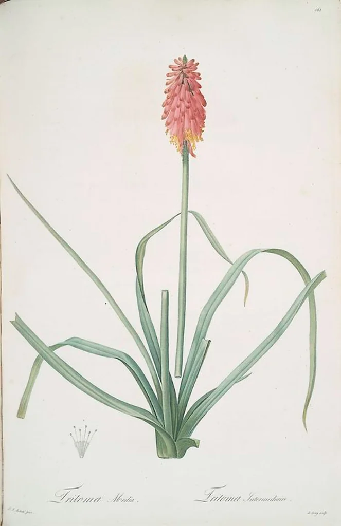 An illustration from Les liliacées, 1805, leaf 165