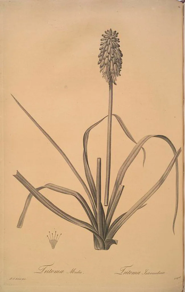 An illustration from Les liliacées, 1805, leaf 165