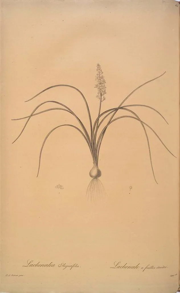 An illustration from Les liliacées, 1805, leaf 166