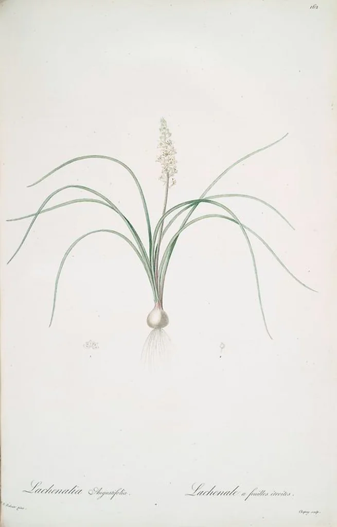 An illustration from Les liliacées, 1805, leaf 166