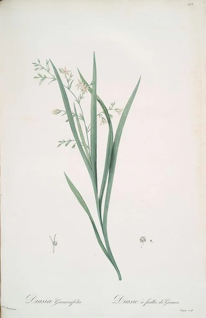 An illustration from Les liliacées, 1805, leaf 167
