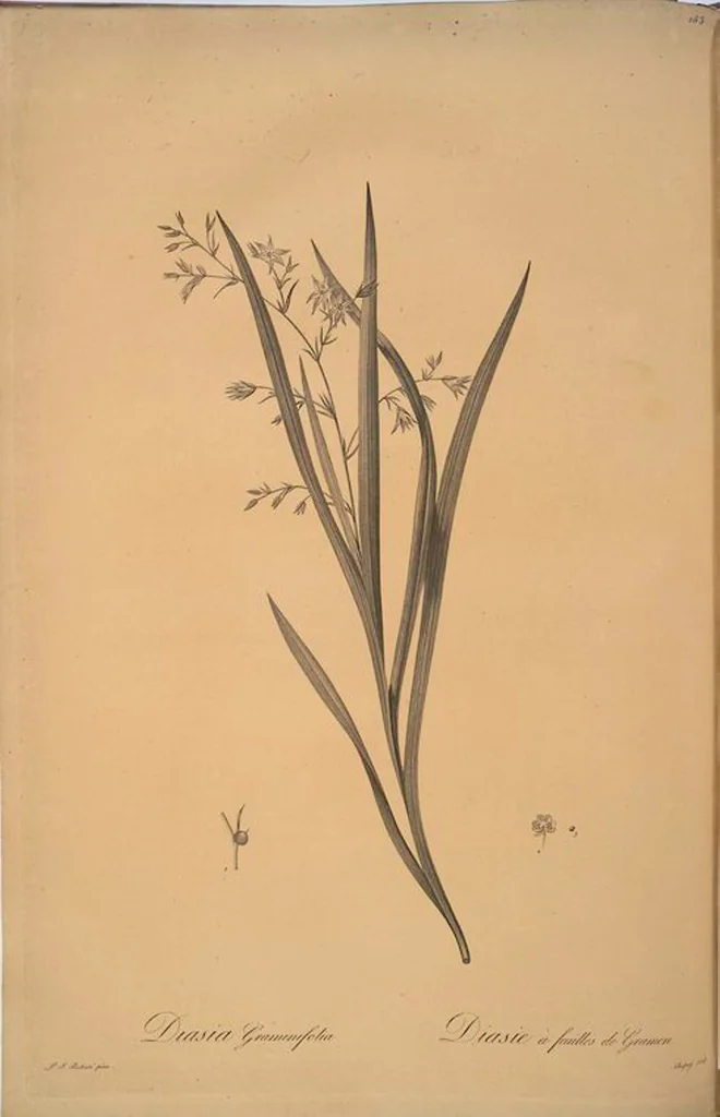 An illustration from Les liliacées, 1805, leaf 167