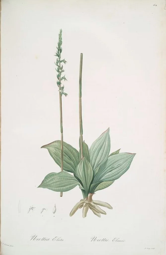An illustration from Les liliacées, 1805, leaf 168