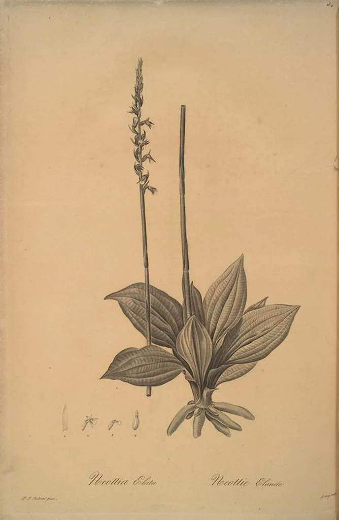 An illustration from Les liliacées, 1805, leaf 168