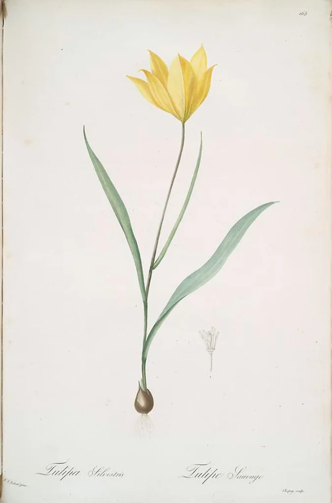 An illustration from Les liliacées, 1805, leaf 169