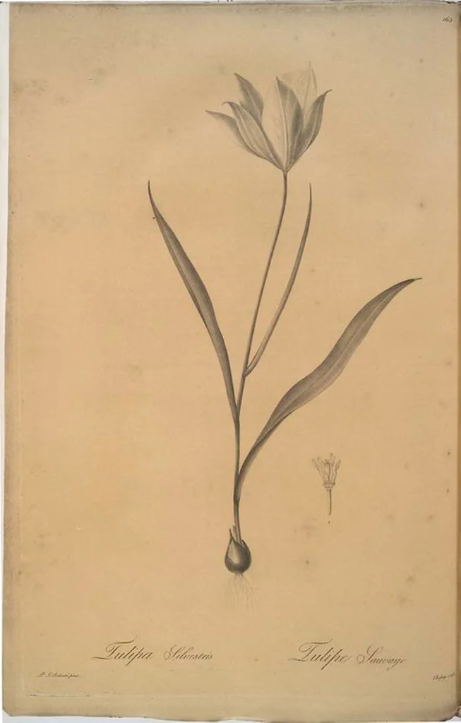 An illustration from Les liliacées, 1805, leaf 169
