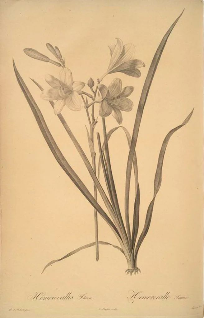 An illustration from Les liliacées, 1805, leaf 17