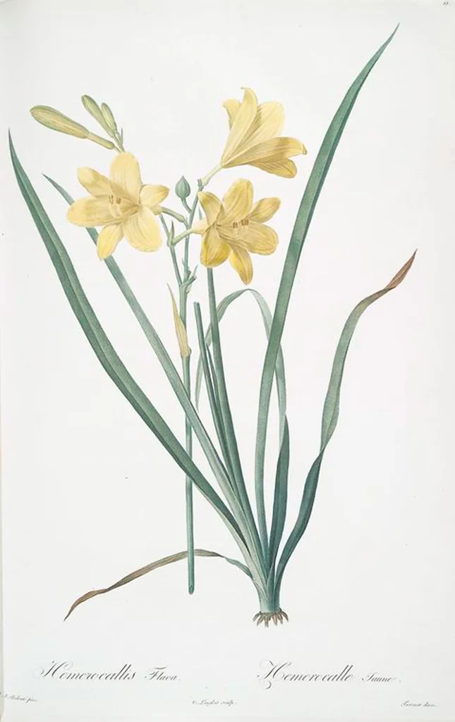 An illustration from Les liliacées, 1805, leaf 17