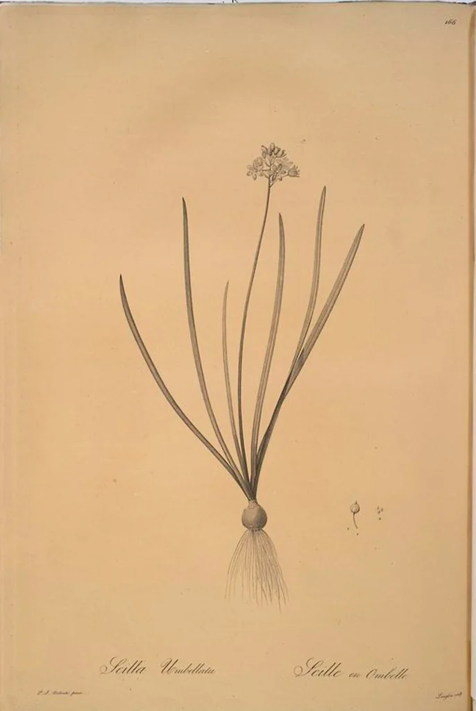 An illustration from Les liliacées, 1805, leaf 170