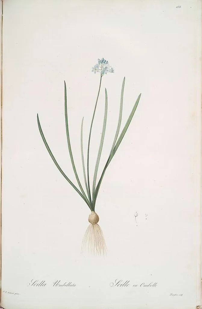 An illustration from Les liliacées, 1805, leaf 170
