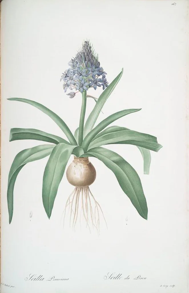 An illustration from Les liliacées, 1805, leaf 171