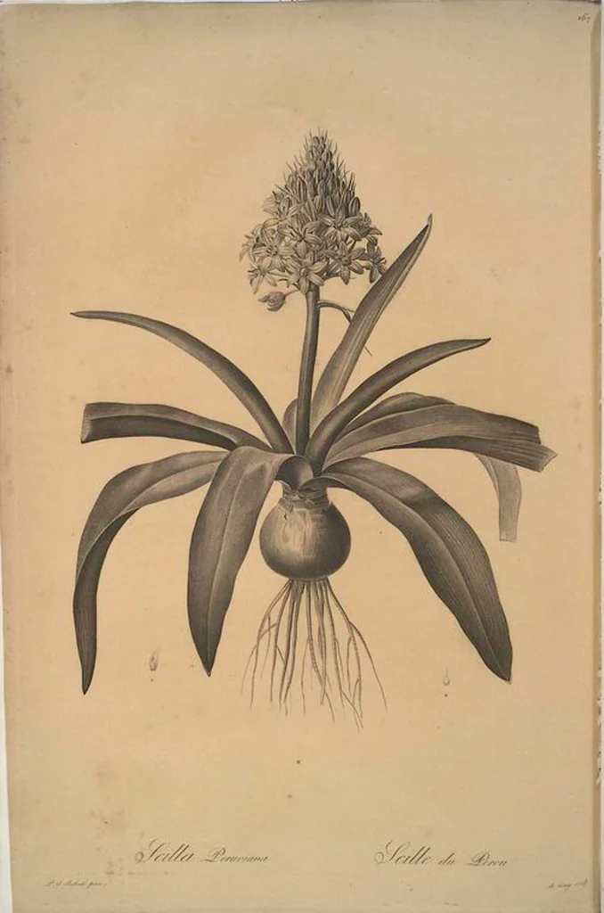 An illustration from Les liliacées, 1805, leaf 171