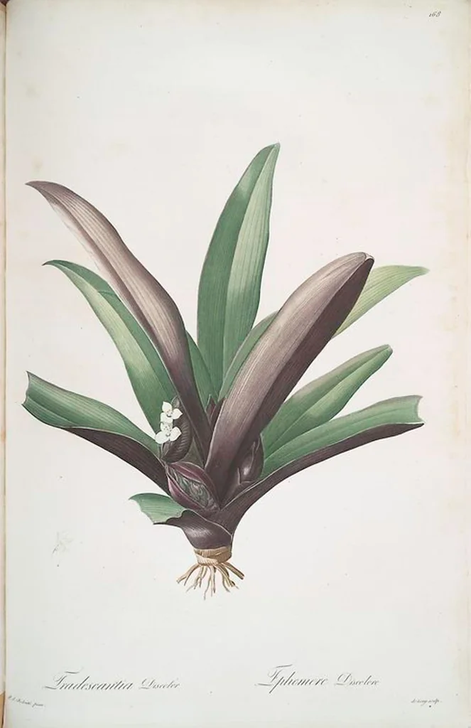 An illustration from Les liliacées, 1805, leaf 172