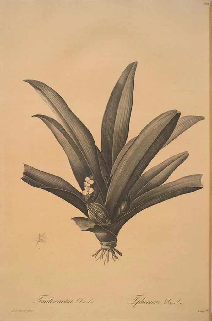 An illustration from Les liliacées, 1805, leaf 172