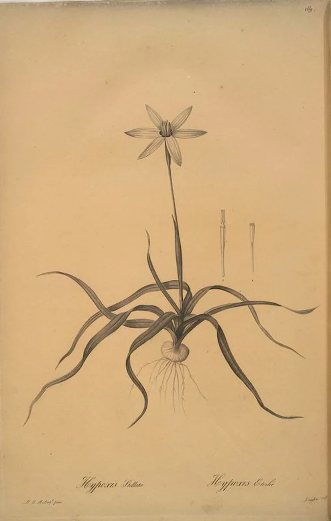 An illustration from Les liliacées, 1805, leaf 173