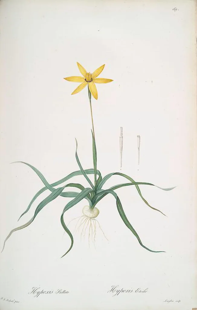 An illustration from Les liliacées, 1805, leaf 173