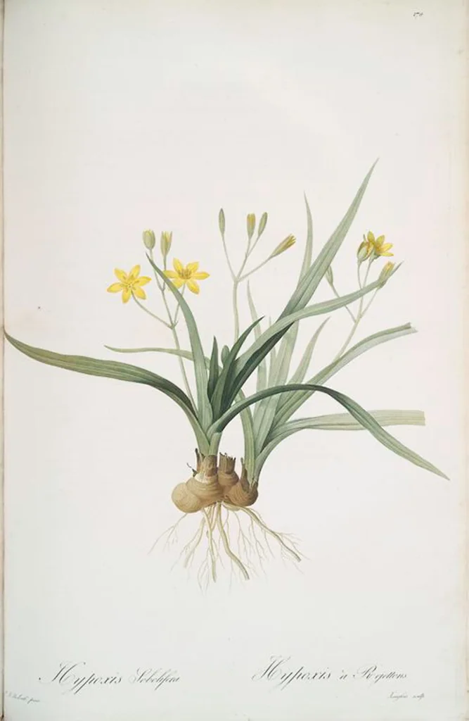 An illustration from Les liliacées, 1805, leaf 174