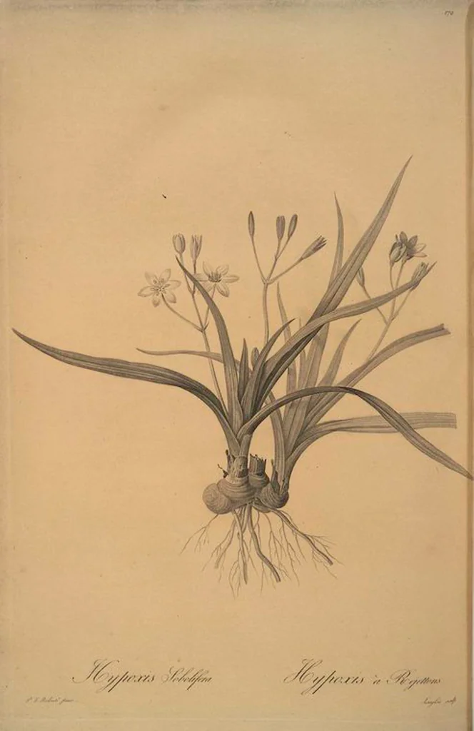 An illustration from Les liliacées, 1805, leaf 174