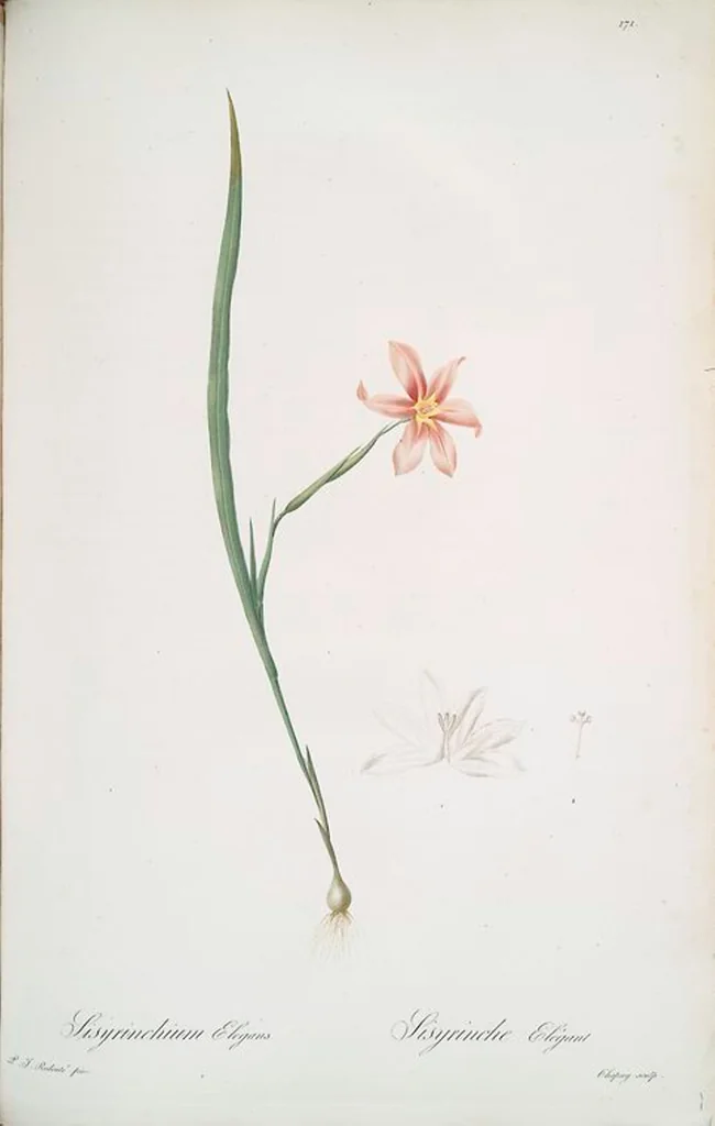 An illustration from Les liliacées, 1805, leaf 175
