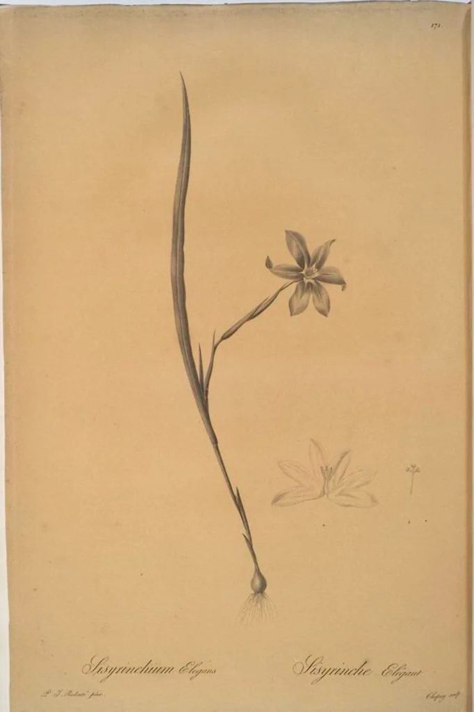 An illustration from Les liliacées, 1805, leaf 175