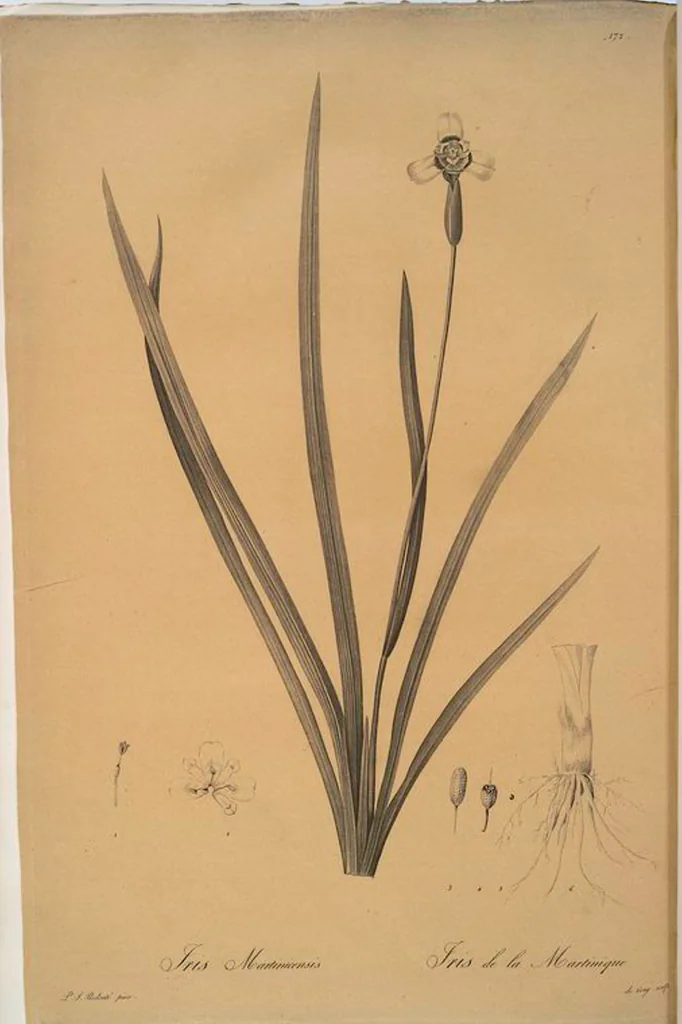 An illustration from Les liliacées, 1805, leaf 176