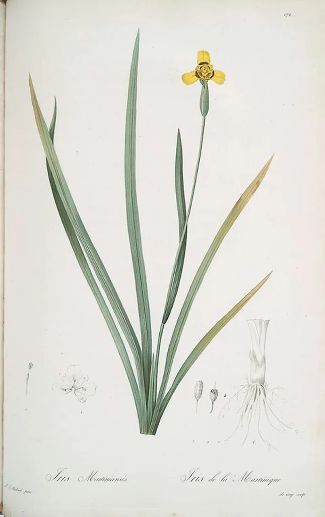 An illustration from Les liliacées, 1805, leaf 176