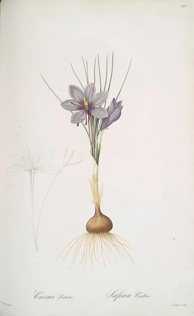 An illustration from Les liliacées, 1805, leaf 177