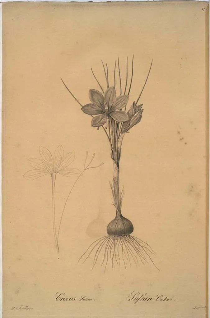 An illustration from Les liliacées, 1805, leaf 177