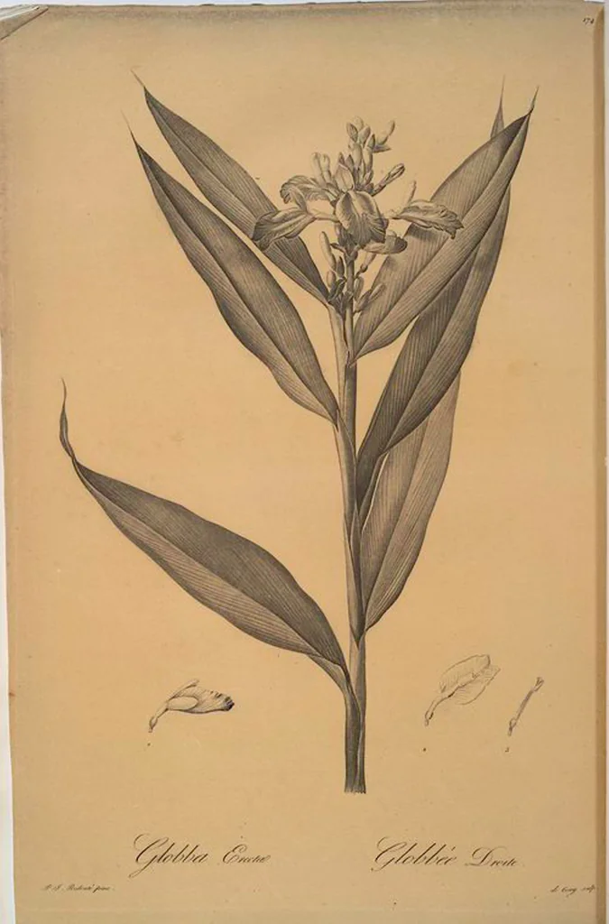 An illustration from Les liliacées, 1805, leaf 178