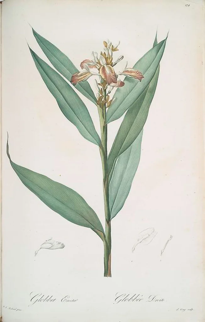 An illustration from Les liliacées, 1805, leaf 178