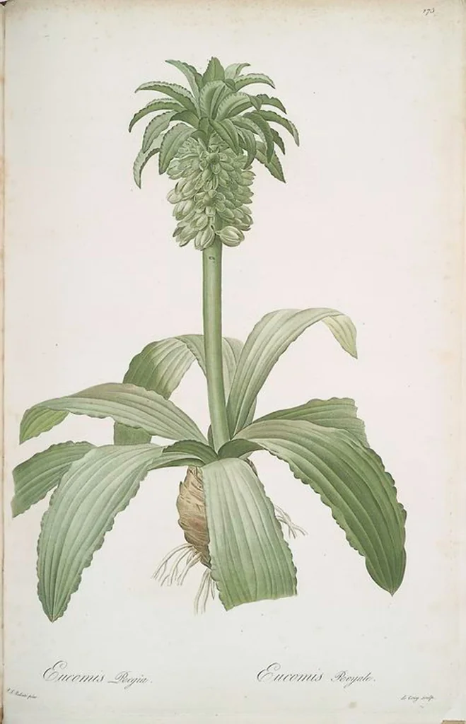An illustration from Les liliacées, 1805, leaf 179