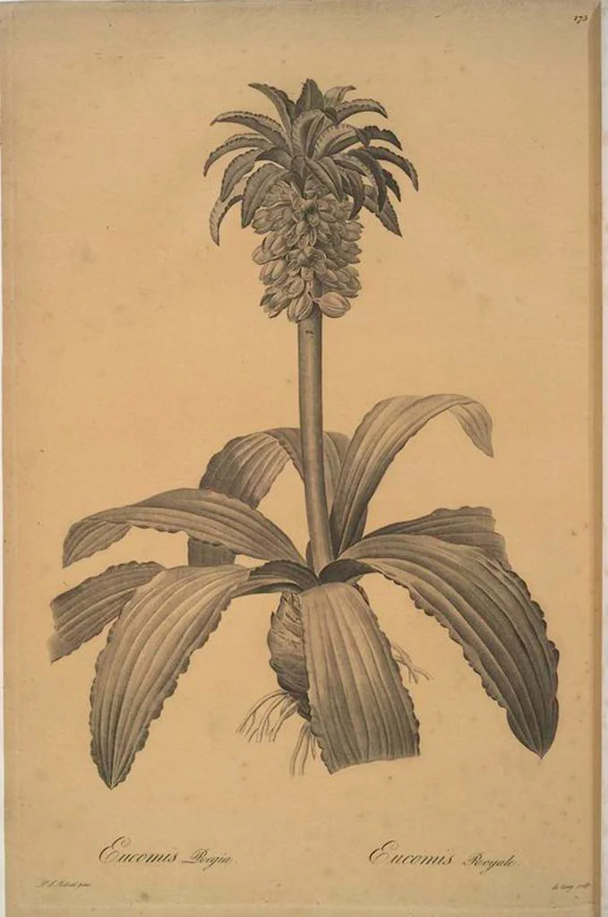 An illustration from Les liliacées, 1805, leaf 179