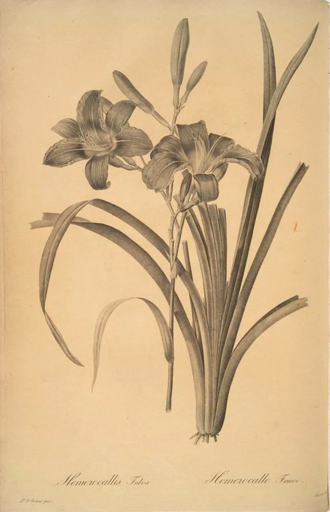 An illustration from Les liliacées, 1805, leaf 18