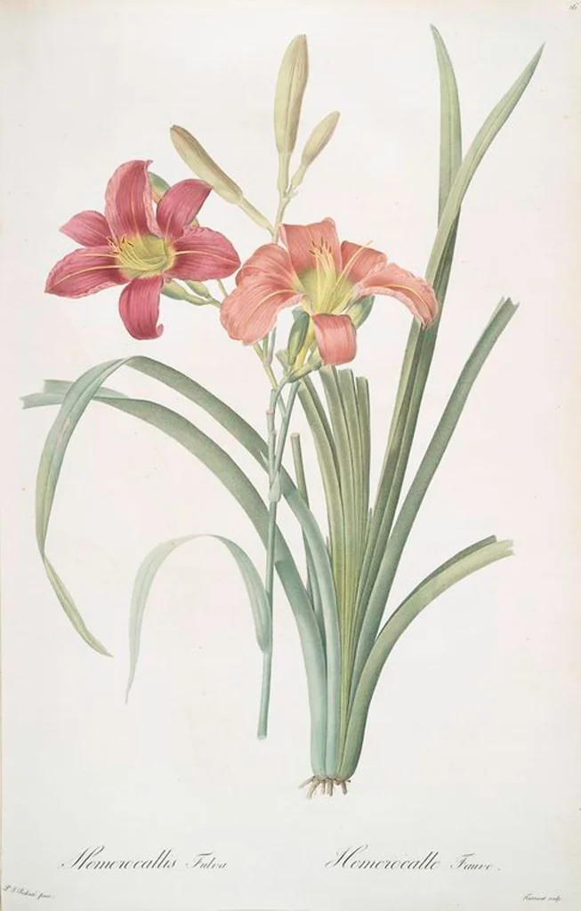 An illustration from Les liliacées, 1805, leaf 18