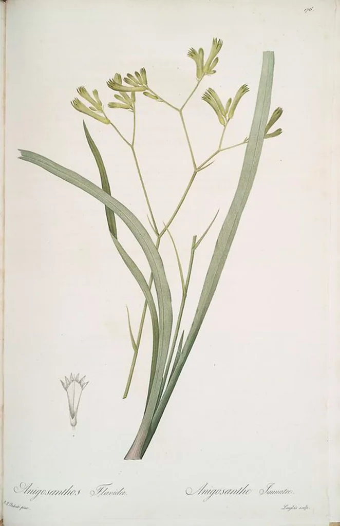 An illustration from Les liliacées, 1805, leaf 180