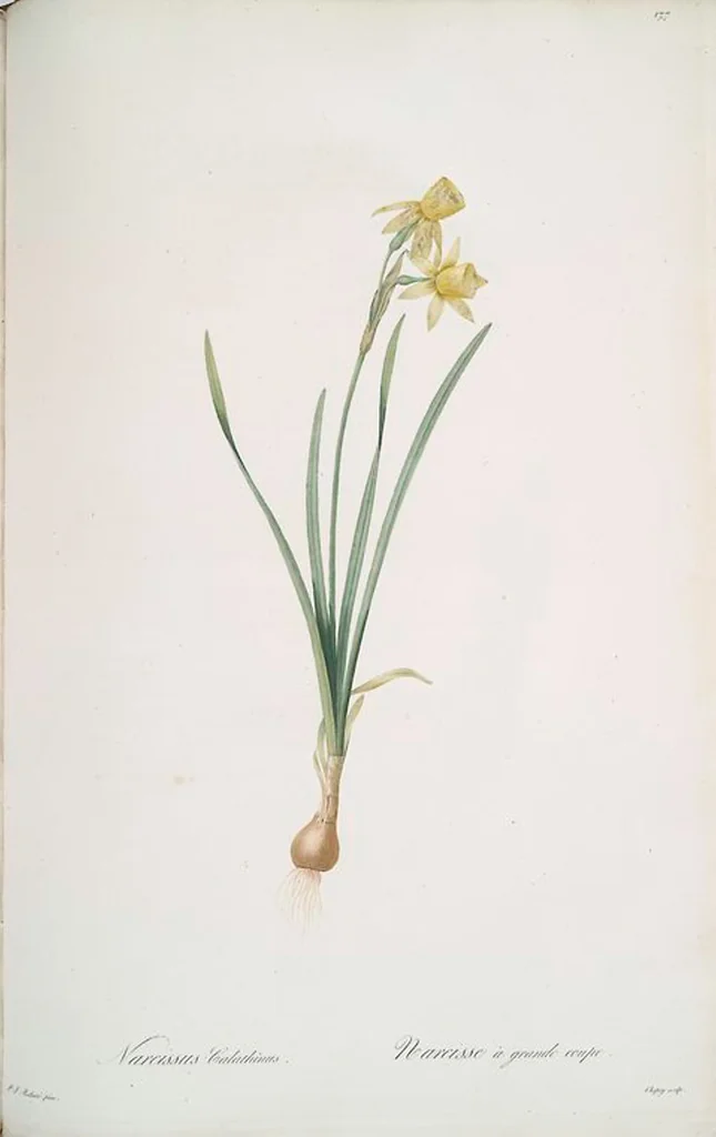 An illustration from Les liliacées, 1805, leaf 181