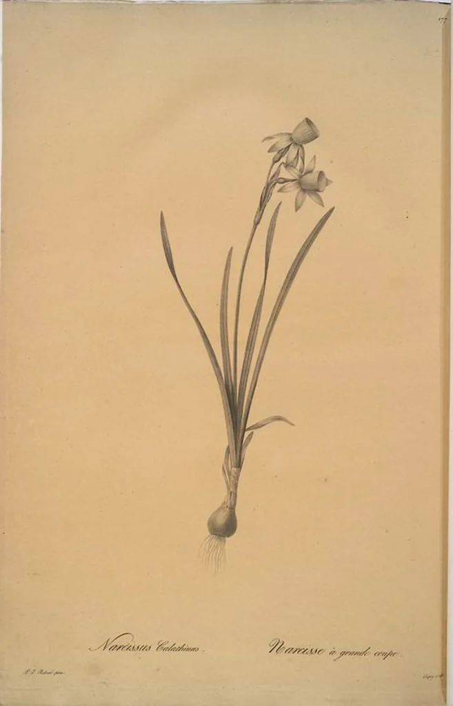 An illustration from Les liliacées, 1805, leaf 181