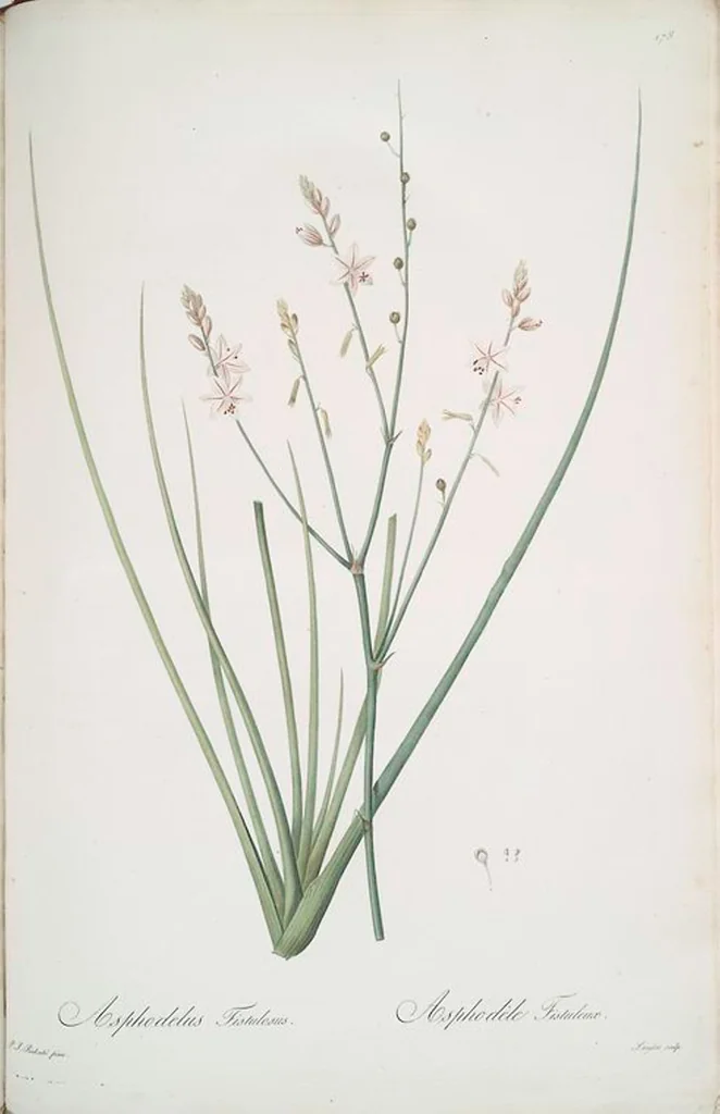 An illustration from Les liliacées, 1805, leaf 182