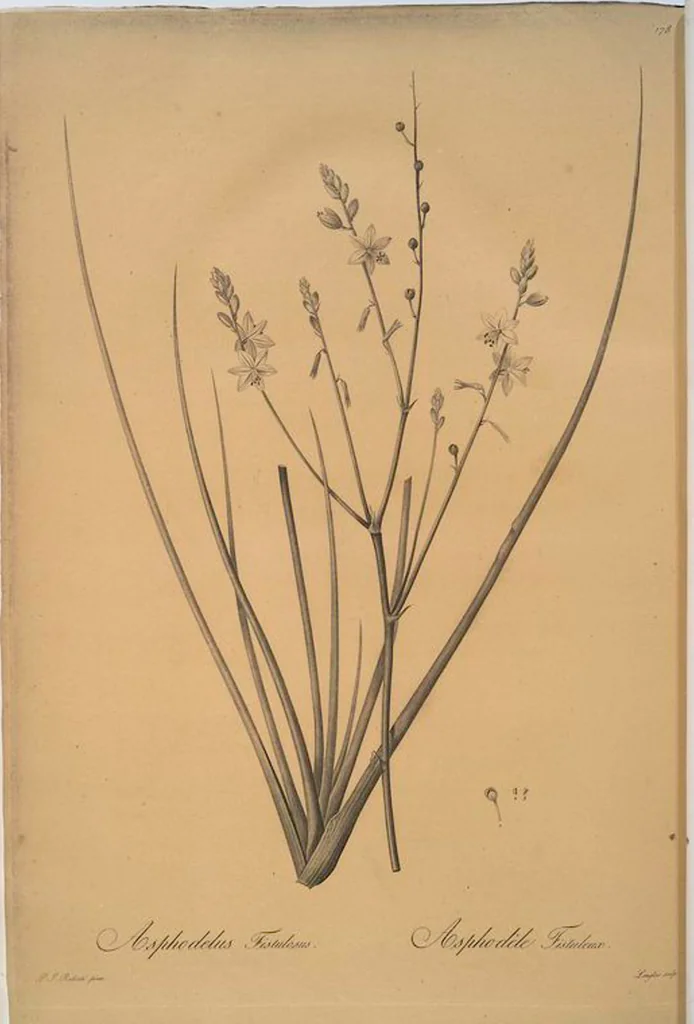 An illustration from Les liliacées, 1805, leaf 182