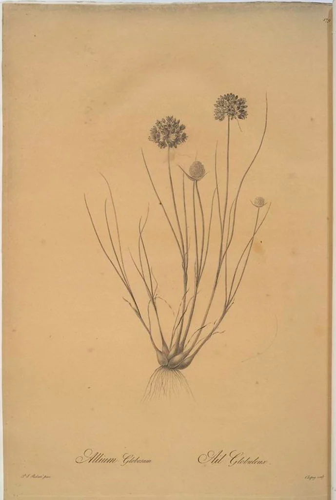 An illustration from Les liliacées, 1805, leaf 183
