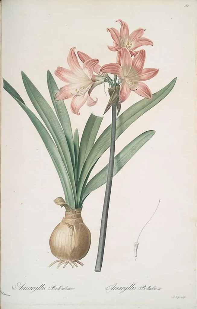 An illustration from Les liliacées, 1805, leaf 185