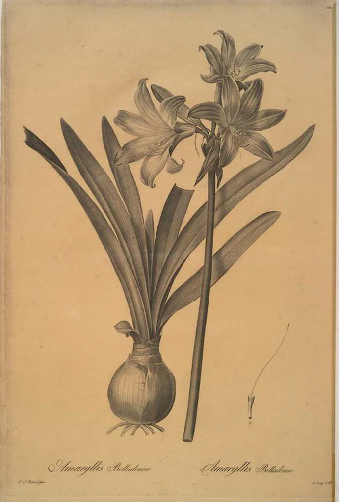 An illustration from Les liliacées, 1805, leaf 185