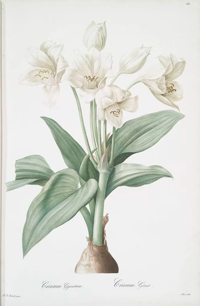 An illustration from Les liliacées, 1805, leaf 186