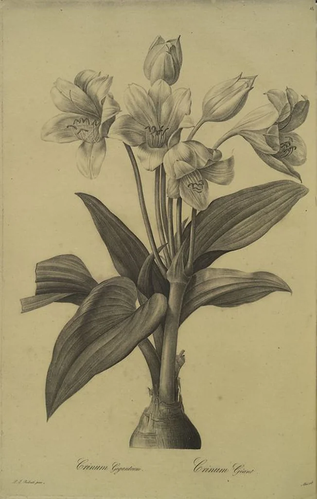 An illustration from Les liliacées, 1805, leaf 186