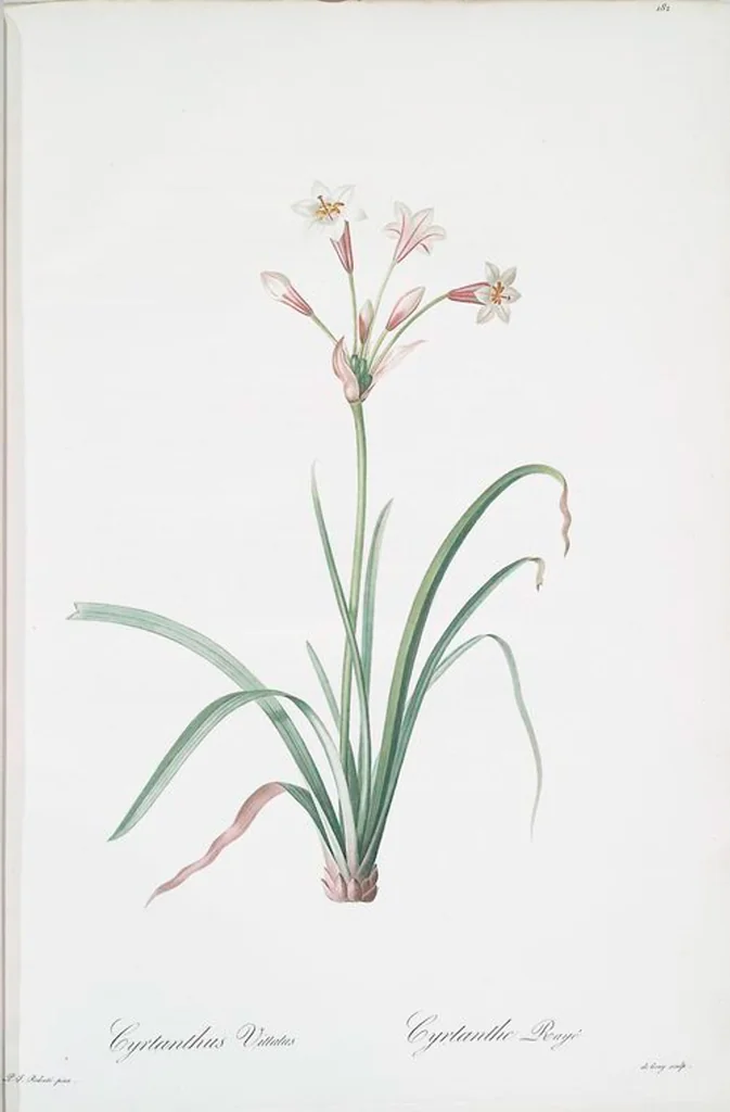 An illustration from Les liliacées, 1805, leaf 187