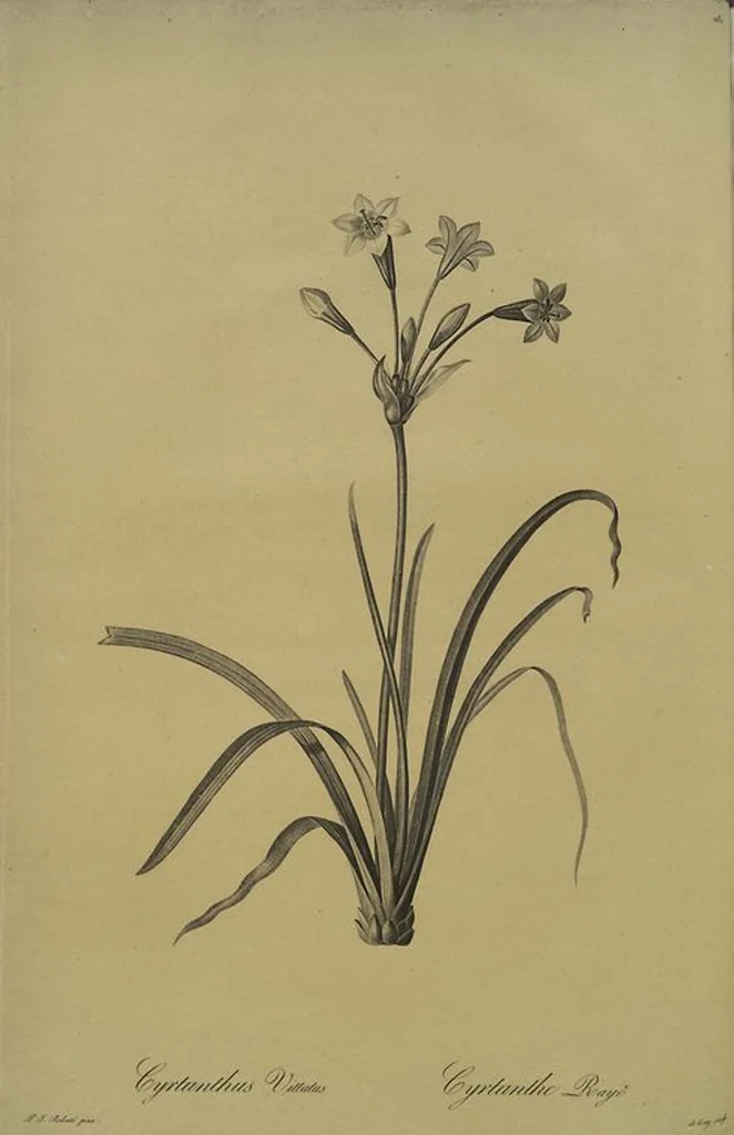 An illustration from Les liliacées, 1805, leaf 187
