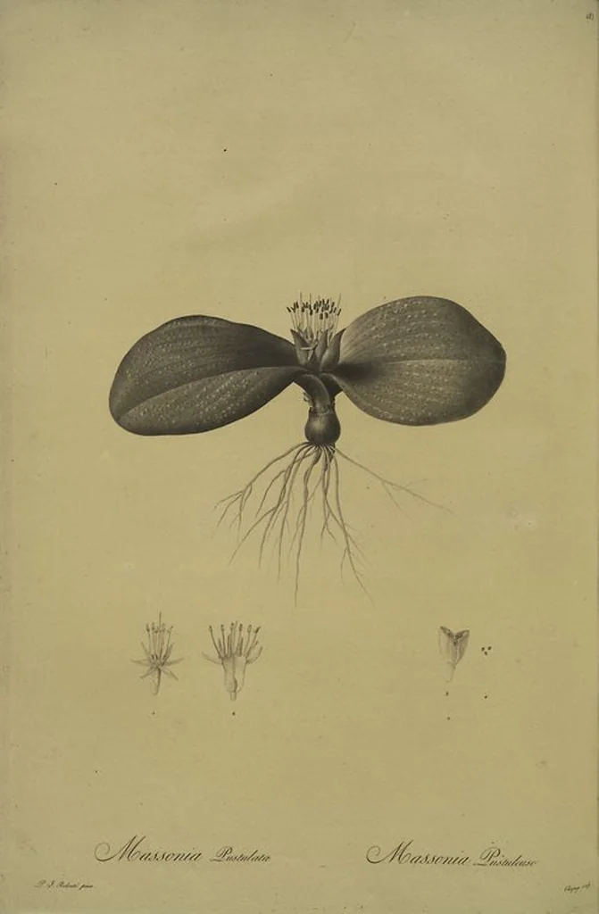 An illustration from Les liliacées, 1805, leaf 188