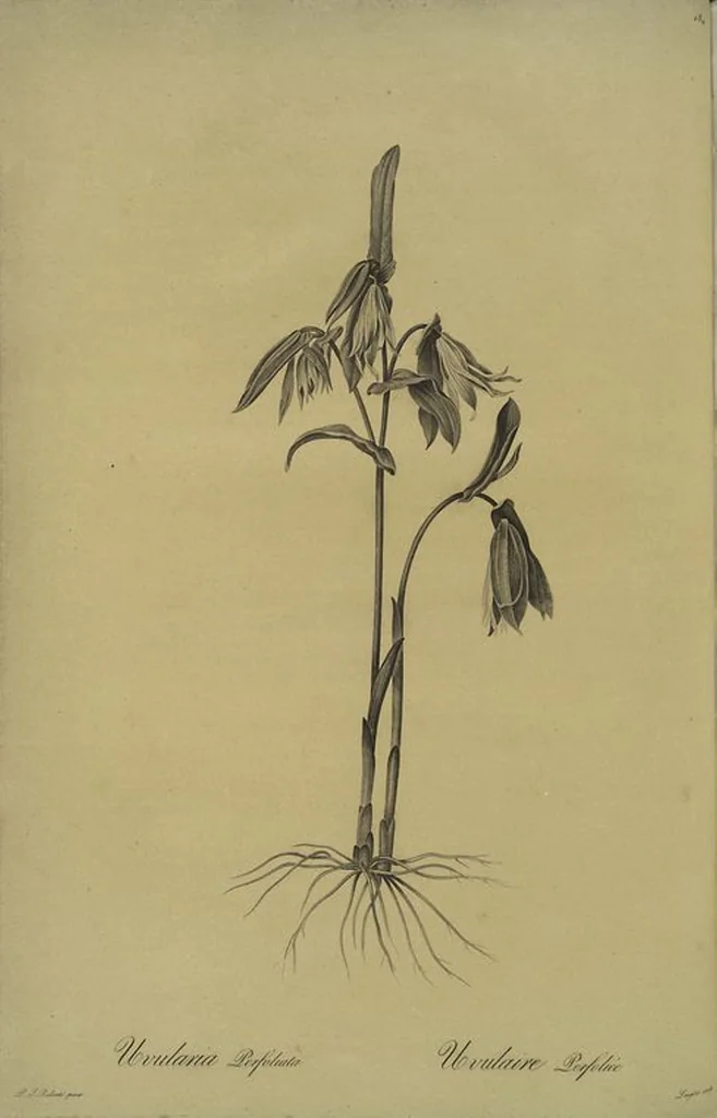 An illustration from Les liliacées, 1805, leaf 189