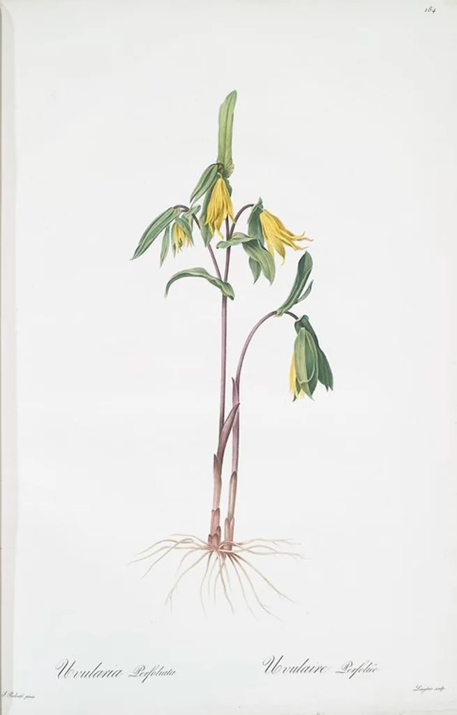 An illustration from Les liliacées, 1805, leaf 189