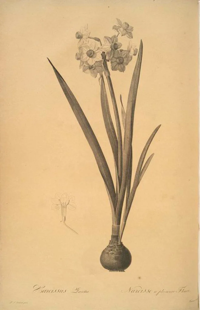 An illustration from Les liliacées, 1805, leaf 19